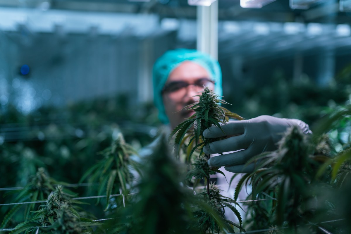 New York state of cannabis: More legal businesses set to sprout up as illegal vendors continue to get uprooted 3
