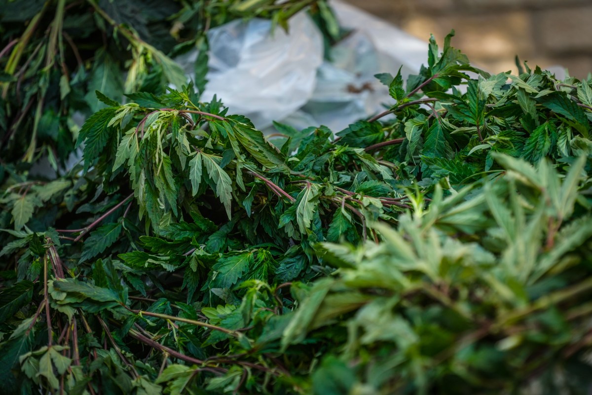 Smoked out: Illegal Bronx cannabis grow house shut down in latest 'Padlock to Protect' bust 3