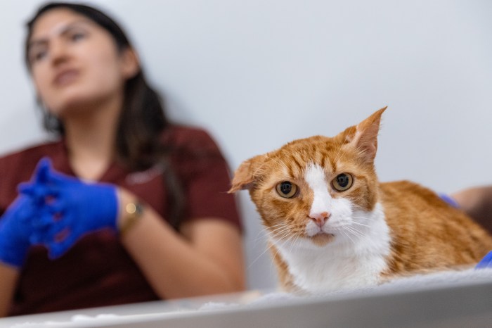 Free ASPCA clinic opens for pets in Queens offer tender loving care from experts 3 woman next to an orange and white cat at an ASPCA community vet clinic in Queens