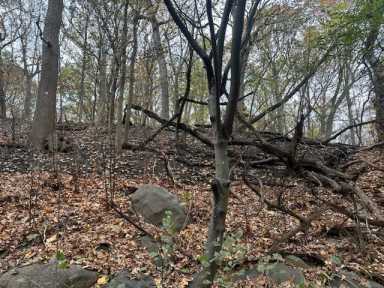 A burnt tree at the site of Friday's brush fire in Prospect Park.