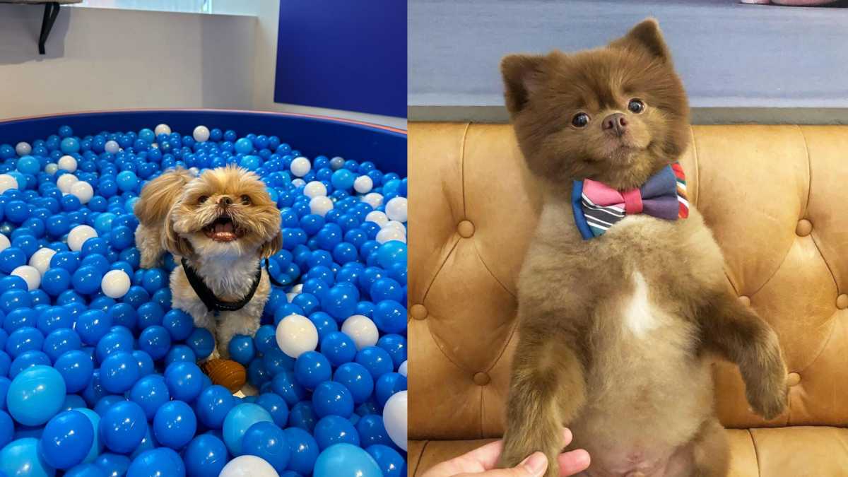 Enzo the Shih Tzu (left) has pulled out of the race for NYC Dog Mayor against Bertram the Pomeranian (right)