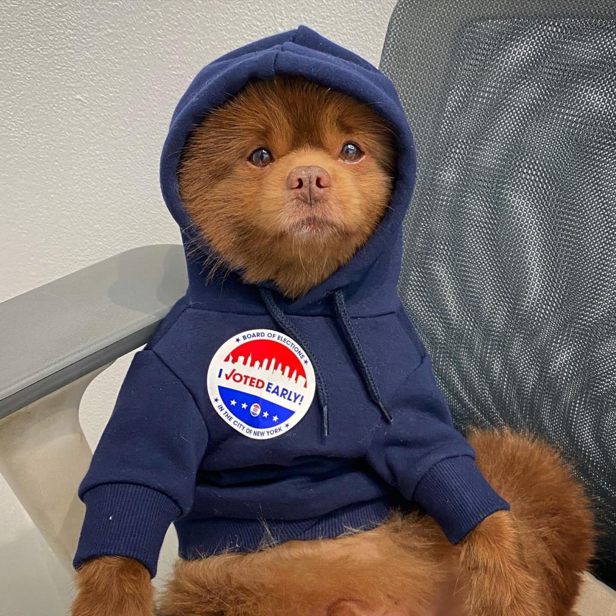 NYC Dog Mayor race sees huge shake-up after crypto community causes competitor to drop out of the race 3 Bertram the Pomeranian