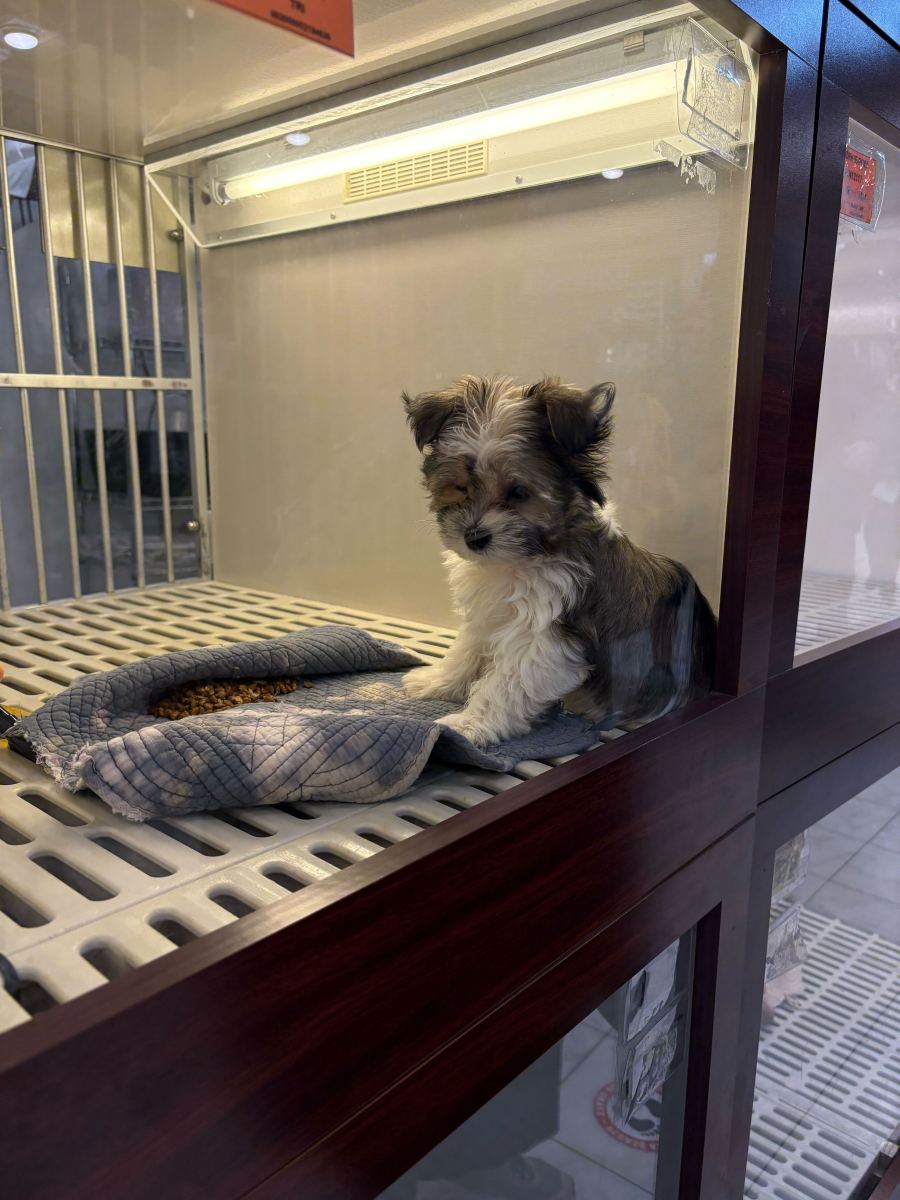 A doggone shame? NYC pet shop owners say statewide puppy/kitten sales ban is forcing them out of business 3 A puppy for sale at Citypets in Chelsea