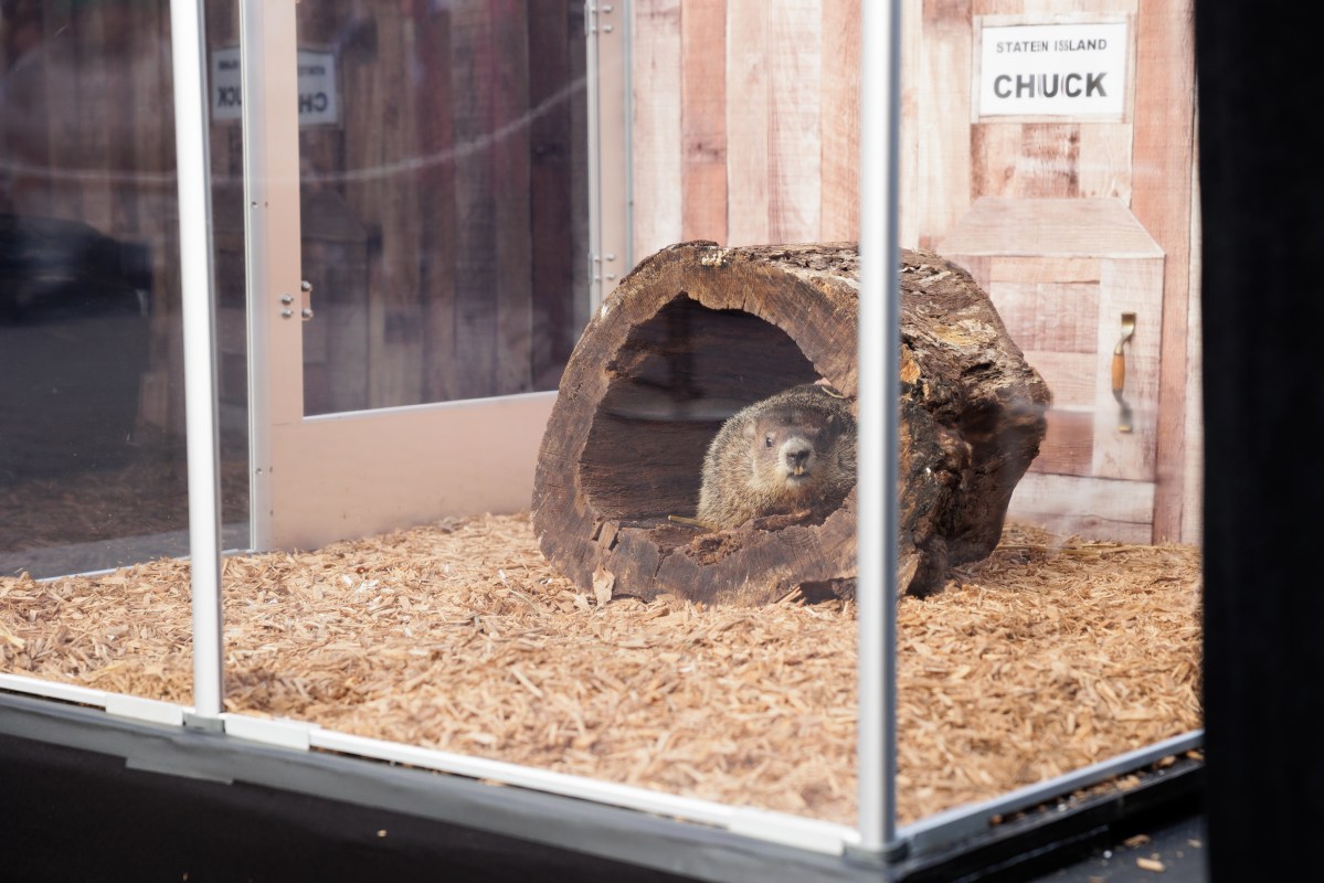 Staten Island Chuck goes against the grain, predicting an early spring on Groundhog Day 2 Staten Island Chuck shyly stays put in his log home, predicting an early spring during the annual Groundhog Day prediction at the Staten Island Zoo on Sunday, Feb. 2, 2025.