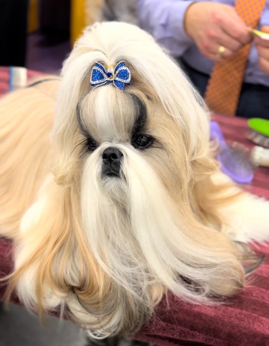 Looking back at the Westminster Dog Show: Not Best in Show, but still the best 2 Comet the Shih Tzu