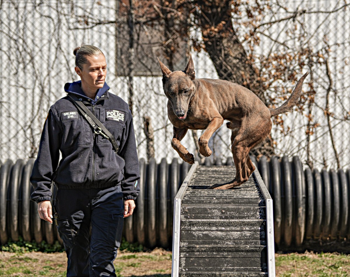 Women's History Month: Meet Christina Orlando, the NYPD's first ESU female K9 trainer 5