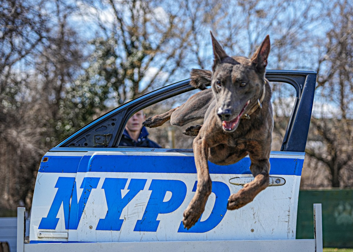 Women's History Month: Meet Christina Orlando, the NYPD's first ESU female K9 trainer 4