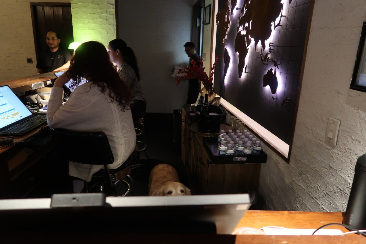 Financial District's Gild Hall Hotel welcomes guests with Maya, the 'canine concierge' 4 maya behind the desk of the Gild Hall Hotel