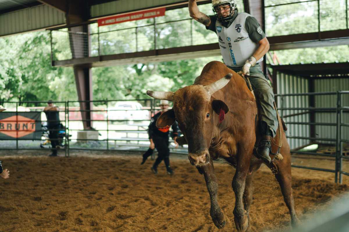 New York Mavericks gear up for a new season of professional bull riding at UBS Arena 2 a bull rider for the New York Mavericks rides a bull in a practice pen