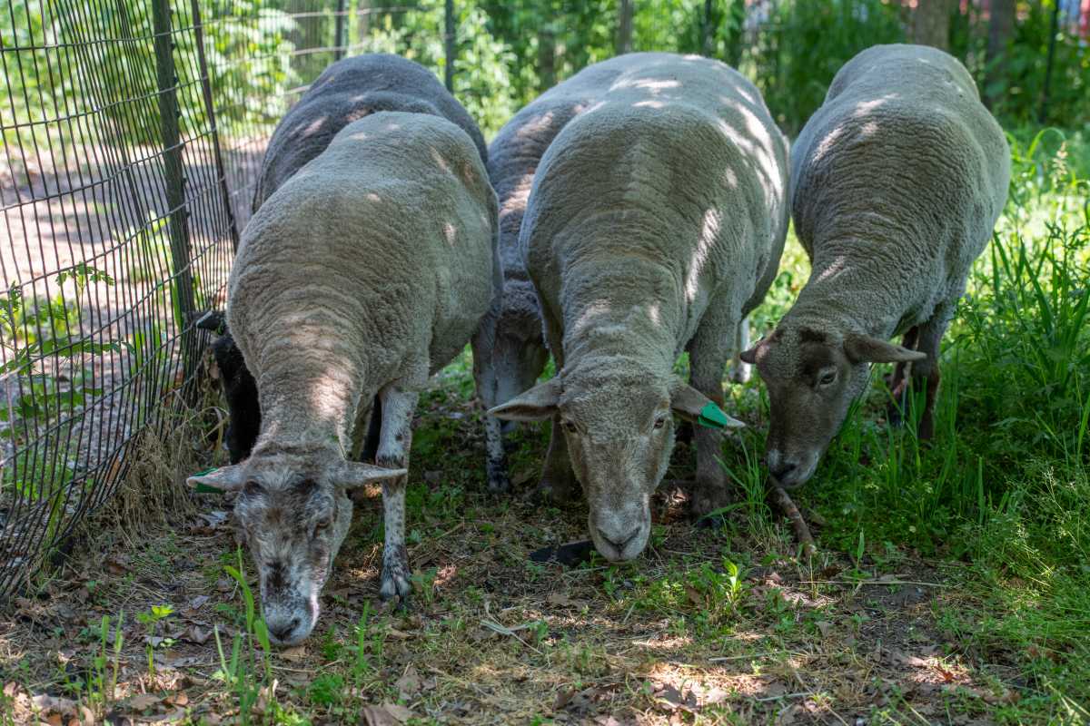 Flock of sheep to spend one final summer on Governors Island ridding area of invasive plant species 2 Sheep at Governors island