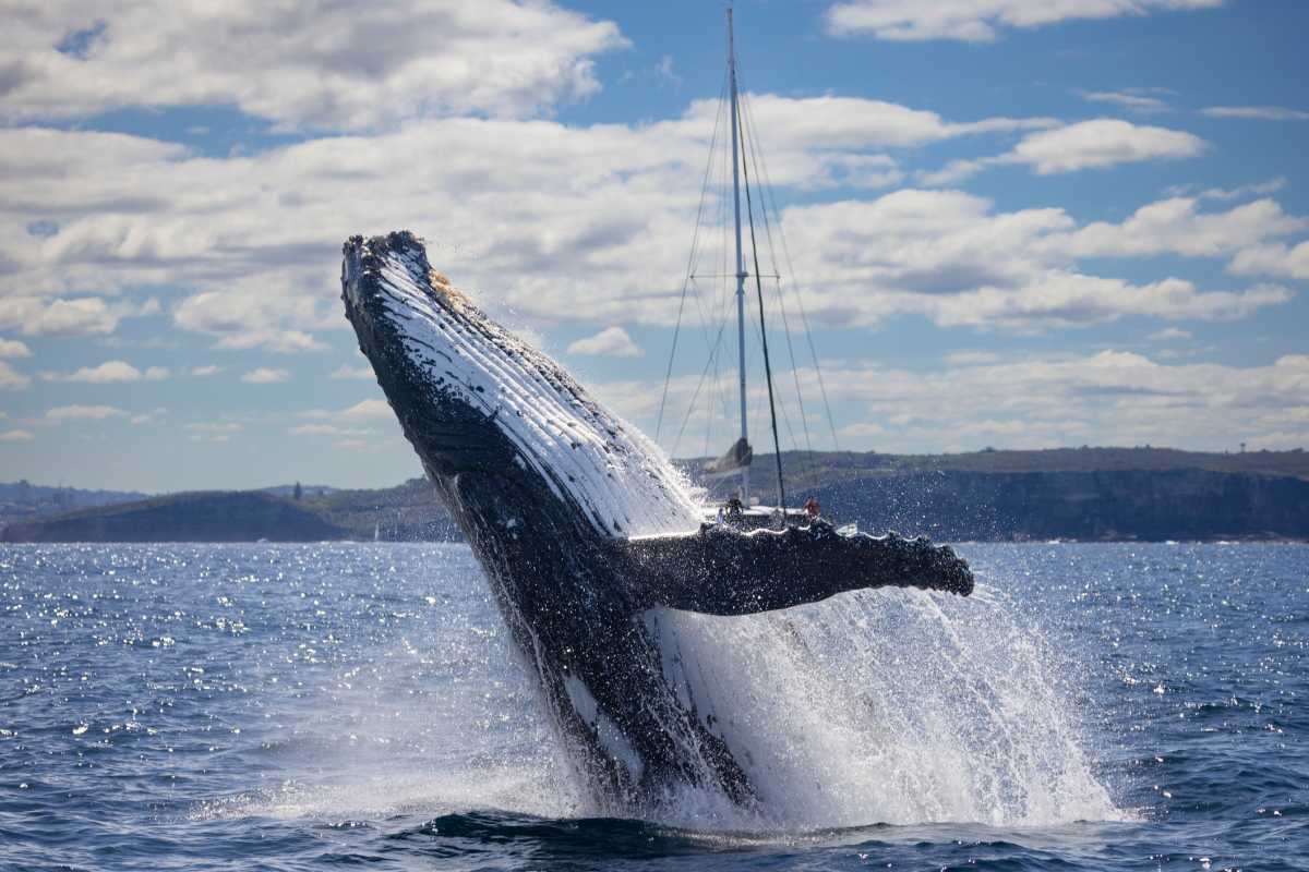 Large humpback whale breaches in front of a yachty off Sydney Heads, Sydney, New South Wales, Australia