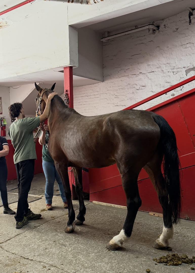 a carriage horse